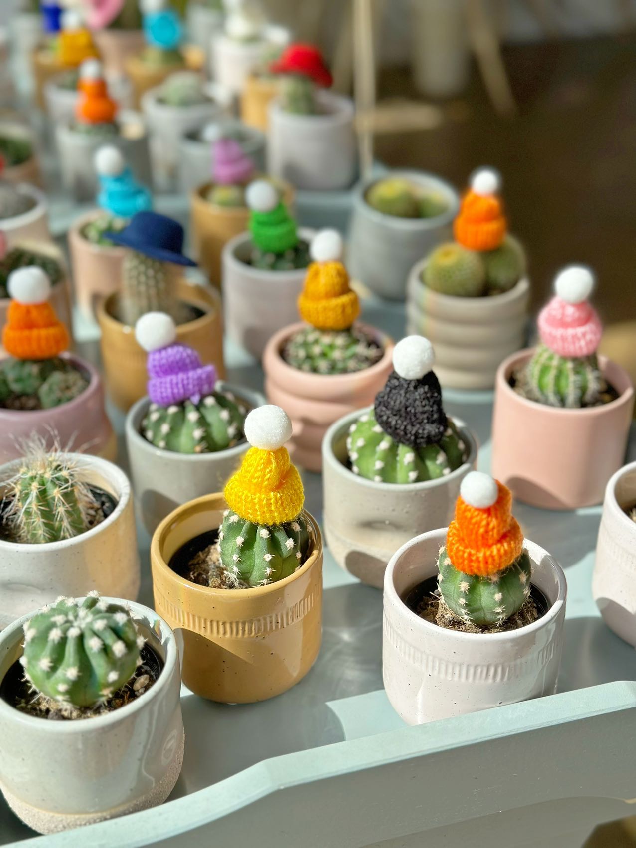 Little cactus with hat