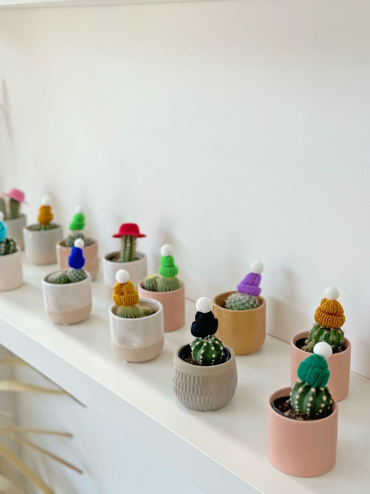 Little cactus with hat
