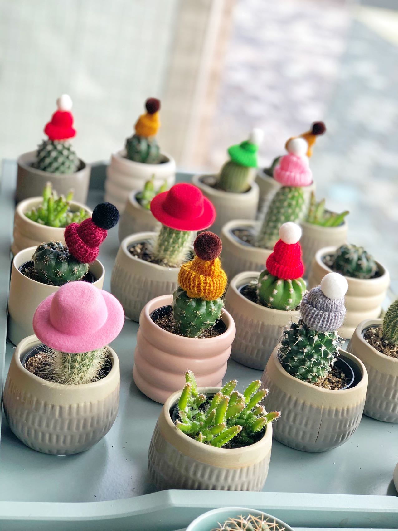 A set of 3 Cactus with Beanies