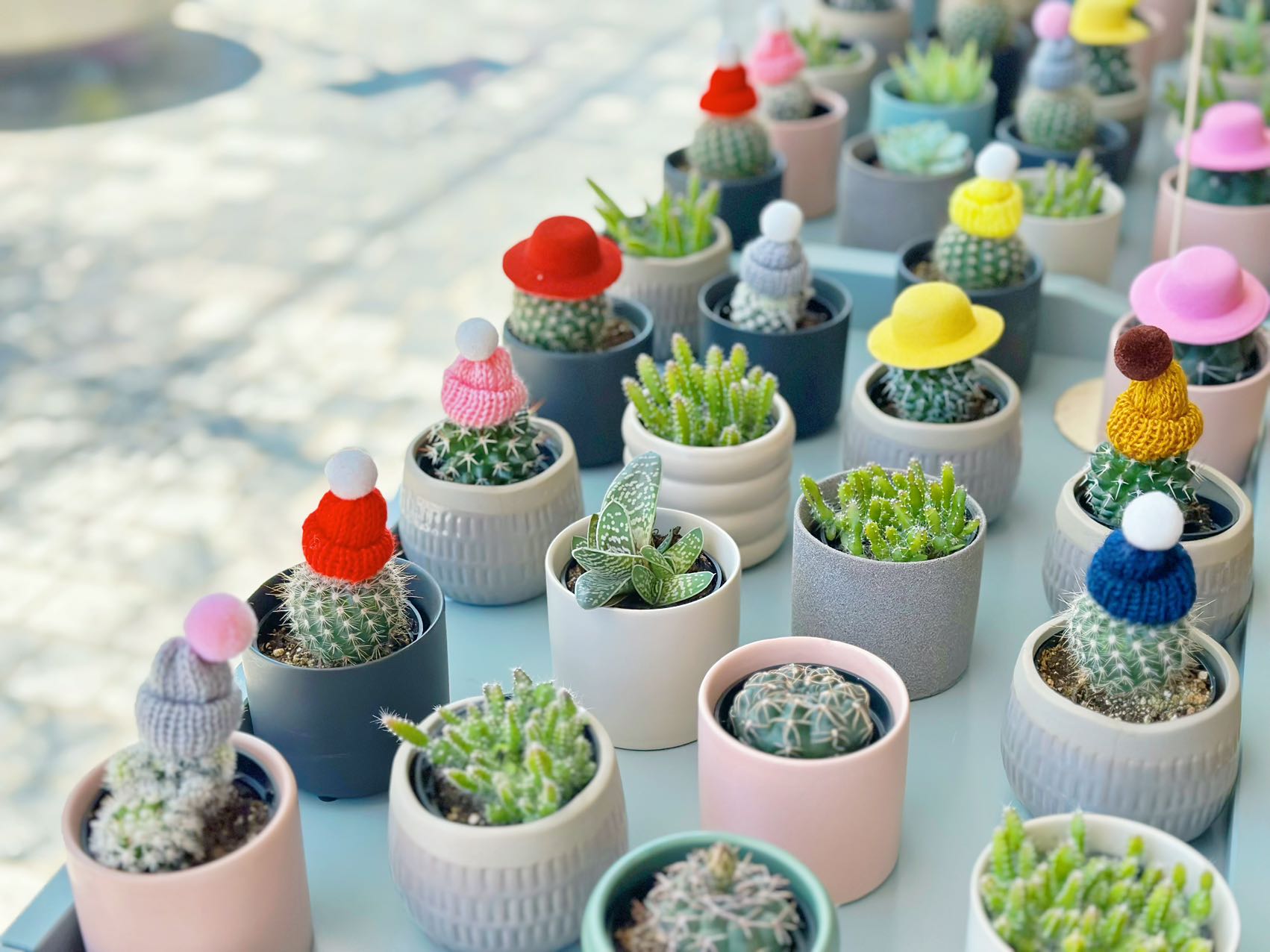 Cactus With Hat Pisces Flower