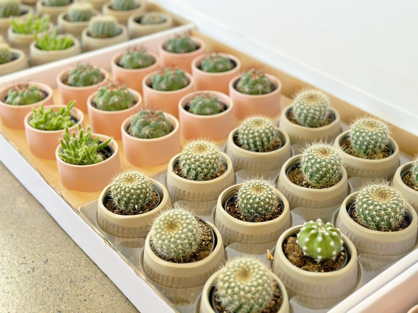 Cactus (no hat)