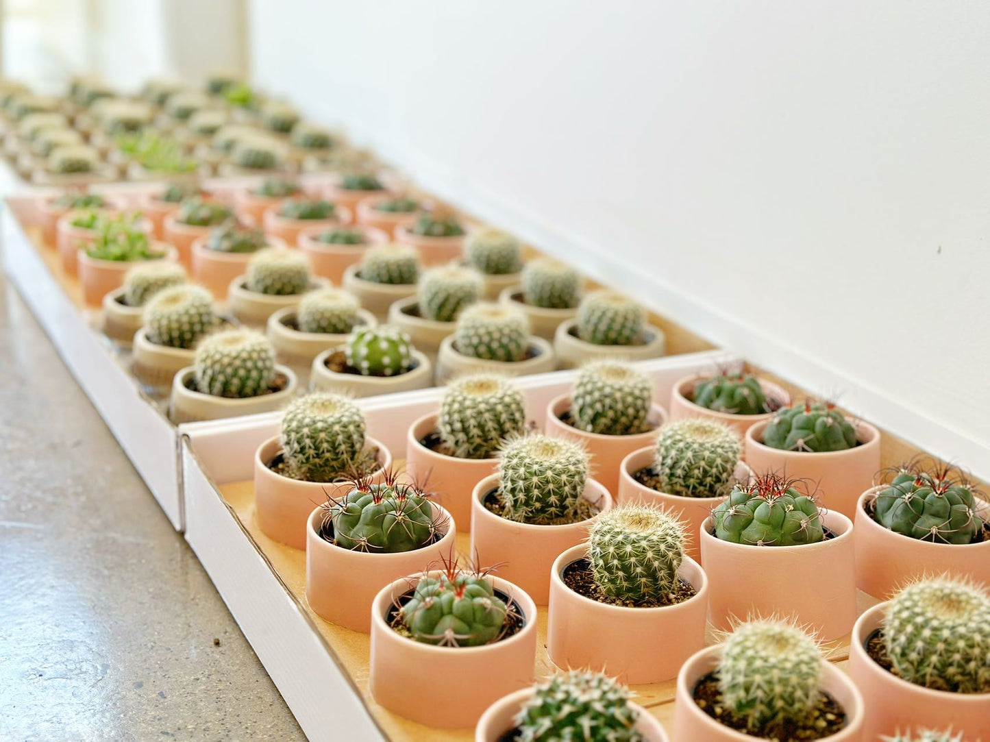Cactus (no hat)