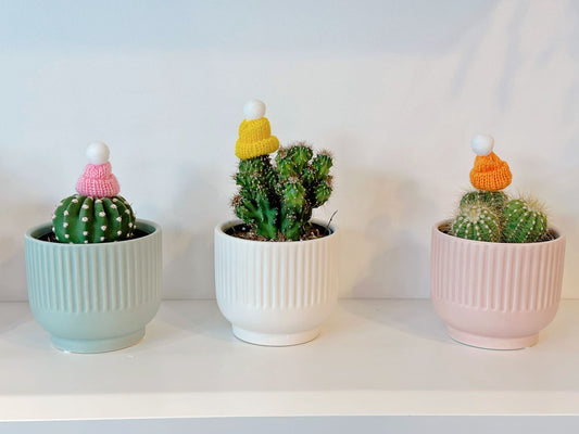 Cactus with Hat (Medium)