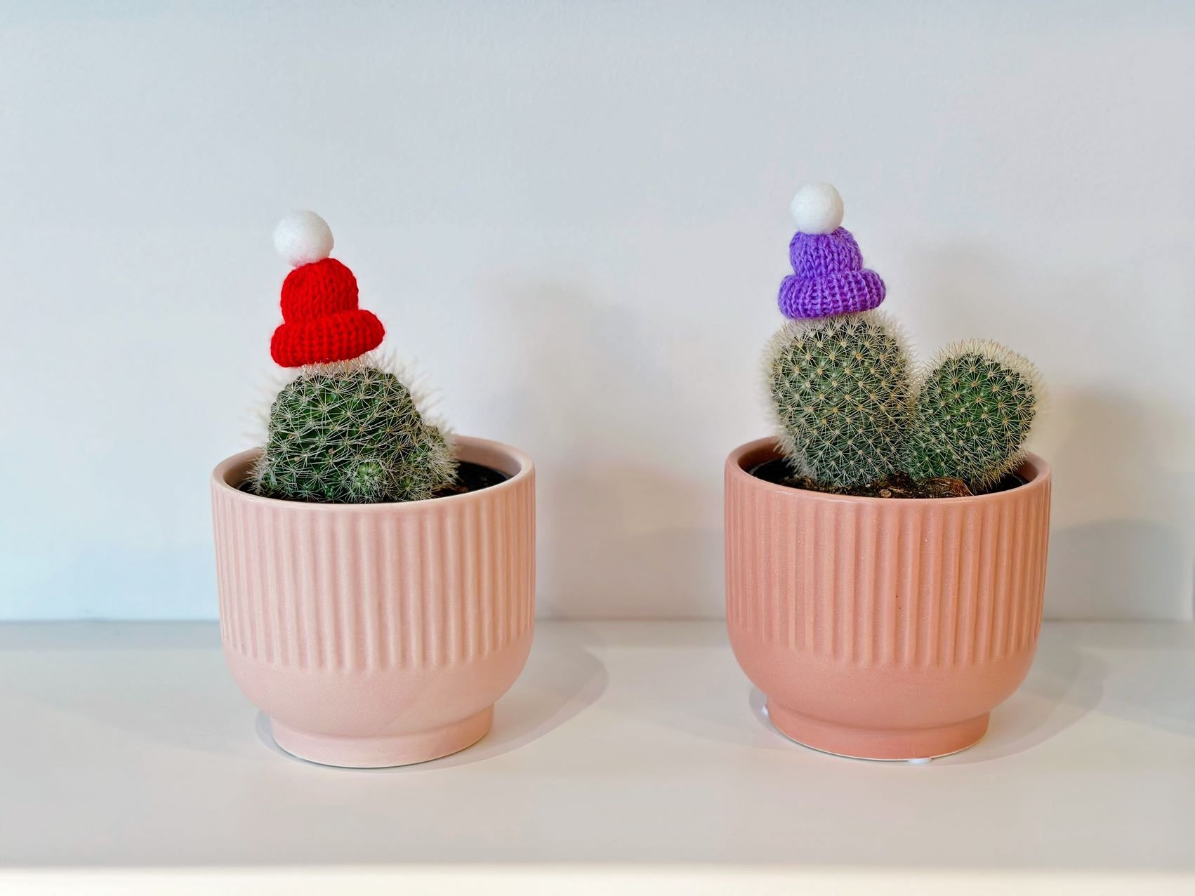 Cactus With Hat Medium Pisces Flower