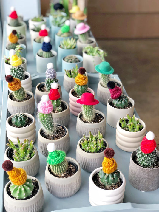 A set of 3 Cactus with Beanies